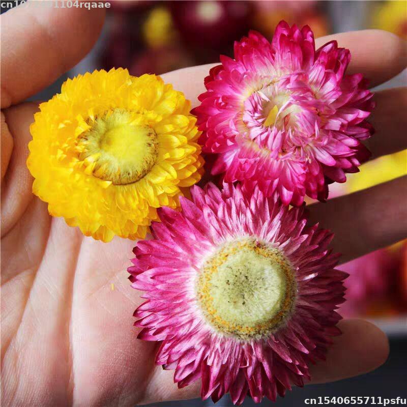 Candle Making Material Wholesale - 100% Natural Dried Flowers Bracteantha Bracteata